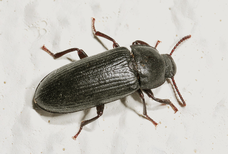 Carabidae 2 da det: no, Tenebrionidae, Tenebrio sp.